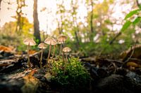 Champignon dans la forêt