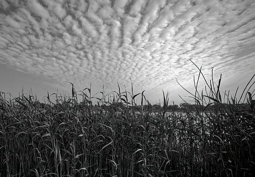 Riet aan de oevers van de Elbe