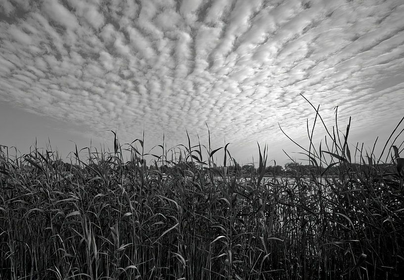Reed on the bank of the Elbe by Frank Heinz