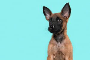 Porträt eines Malinois-Schäferhundwelpen vor einem türkisblauen Hintergrund