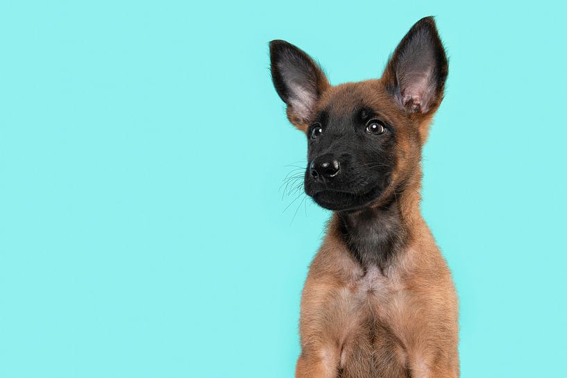 Portrait of a Malinois shepherd puppy against a turquoise blue background by Elles Rijsdijk