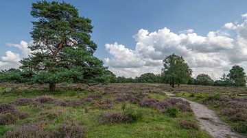 Bloeiende heidelandschap Posbank van Peter Bartelings