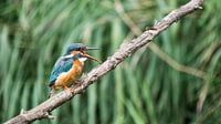 Common Kingfisher.