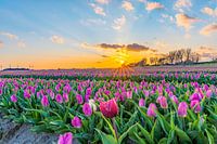 Tulipfield