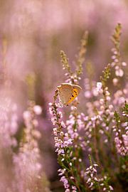 The butterfly on the moors by Yuri Hogenes