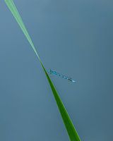 De blauwe waterjuffer