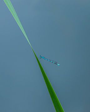 De blauwe waterjuffer van foto by rob spruit