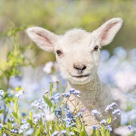 Agneau de printemps  sur Leora Kalisvaart