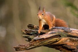 Eichhörnchen, Sciurus vulgaris
