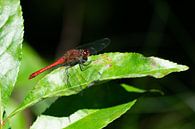 Rode libelle (insect) op een boomblad van Kristof Leffelaer thumbnail