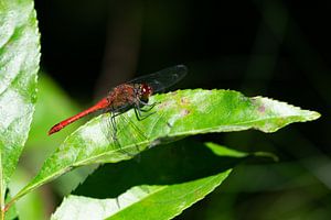 Rode libelle (insect) op een boomblad van Kristof Leffelaer