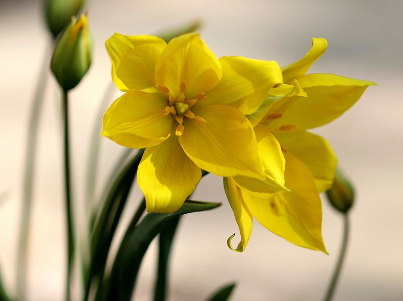 Wild tulip by Linda de Klein
