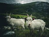 Norwegian goats van Jip van Bodegom thumbnail