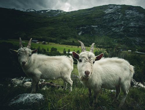 Norwegian goats