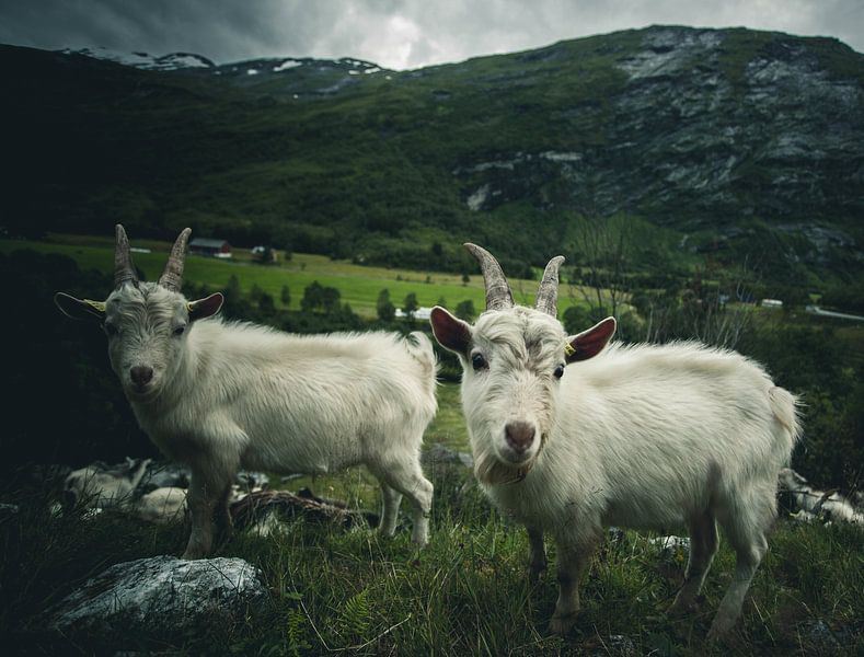 Norwegian goats van Jip van Bodegom