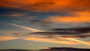 Een eenzame vogel vliegend in een heerlijke ochtendlucht van Hans de Waay