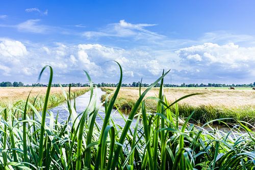 Sloot achter riet in het Groene Hart