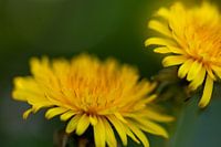 Paardenbloemen komen nooit alleen (gelukkig)