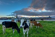 Stadsfront Kampen met koeien van Fotografie Ronald thumbnail