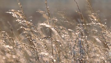 Golden grass by Leny Silina Helmig