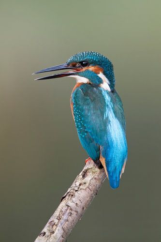 Eisvogel mit offenem Schnabel
