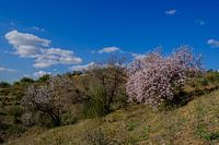 almond blossom