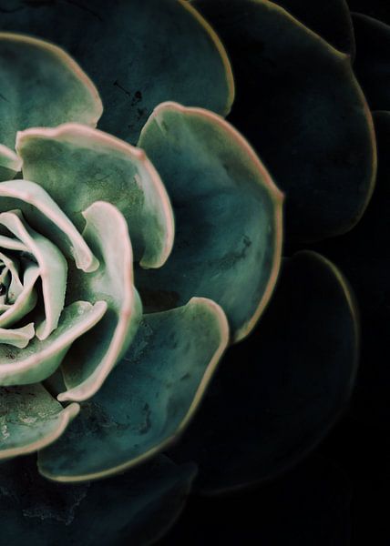 DARKSIDE OF SUCCULENTS IV-2 van Pia Schneider