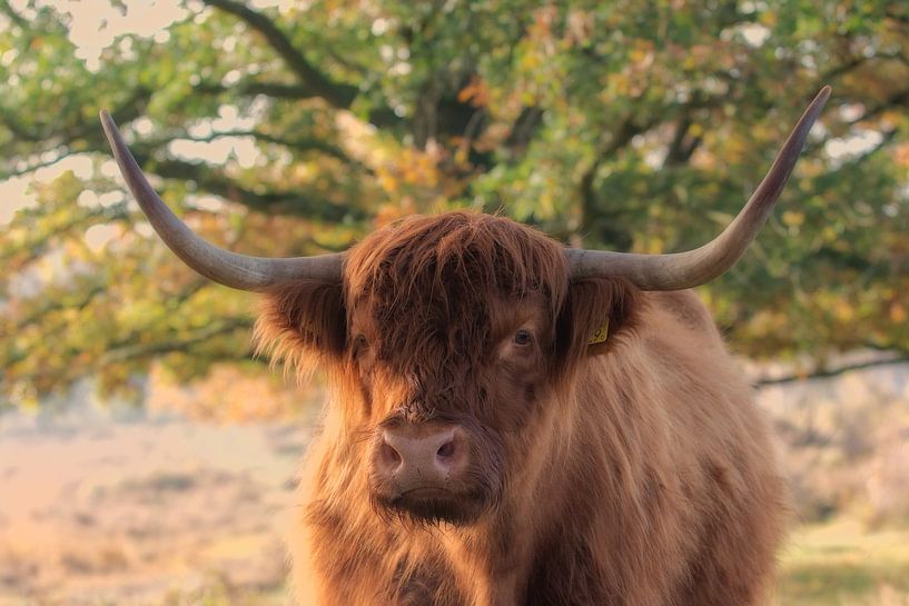 Scottish Highlanders by Erwin Heuver