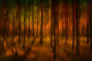 Forêt enchantée
