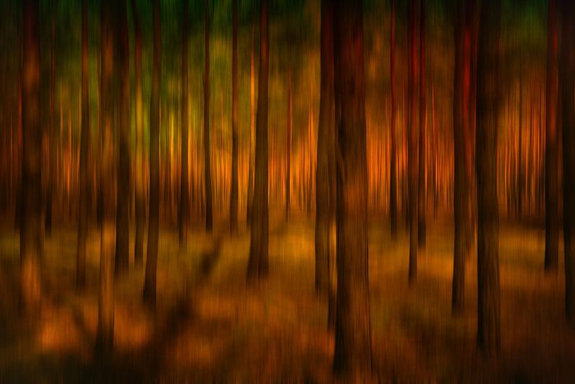 Enchanted Forest by Sabine Wagner
