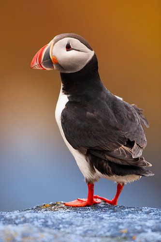 Portret van een Papagaaiduiker op Ruunde in Noorwegen