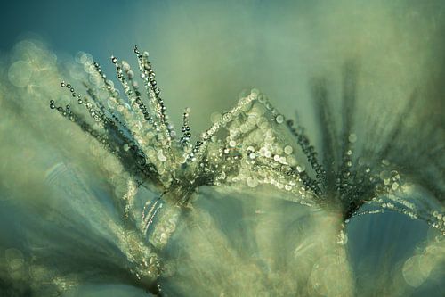 Paardenbloem Ochtendlicht