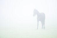 paard in de mist van Karin in't Hout thumbnail