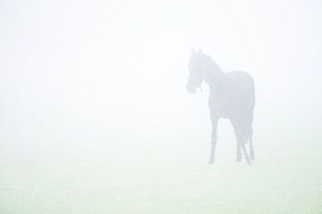 paard in de mist van Karin in't Hout