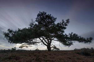 Pine tree in the wind von Sjoerd van der Wal Fotografie