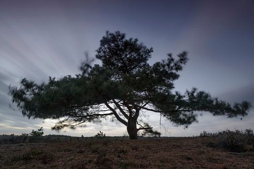 Den in de wind