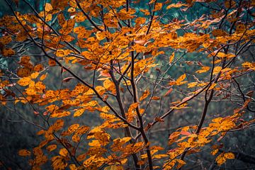 Boom met oranje bruine blaadjes in de herfst. van Idema Media