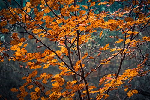 Tree with orange brown leaves in autumn.