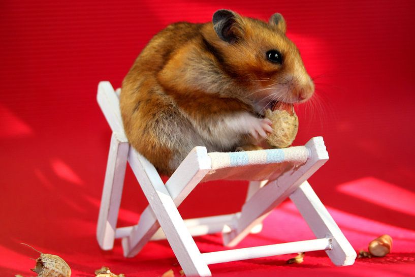 Hamster knabbert Erdnuss in Liegestuhl von Liz Collet