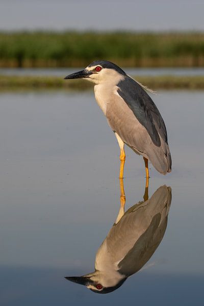 Kwak van Han Peper