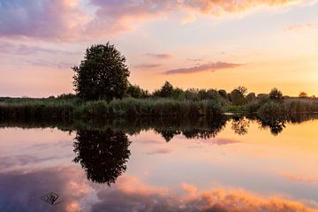 Tree Schipsloot Roderwolde during sunset