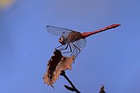 libellules