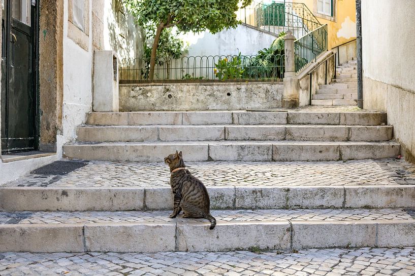 Cat in picturesque street by Mirjam Brozius