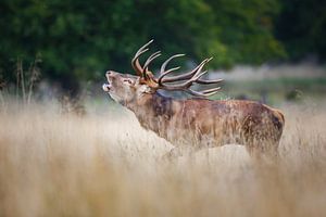 Red Deer Stag von Pim Leijen