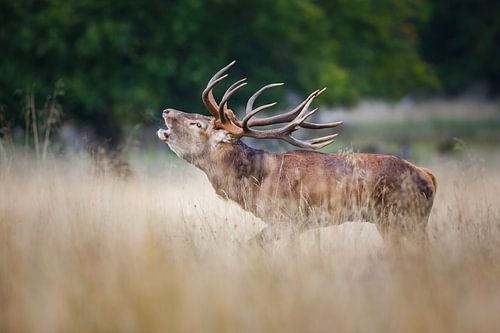 Red Deer Stag by Pim Leijen