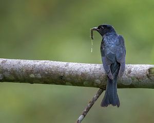 Ein Sumatra-Drongo mit Futter auf einem Ast
