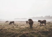 Koeien in de mist van Fotojeanique . thumbnail