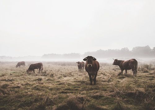 Koeien in de mist