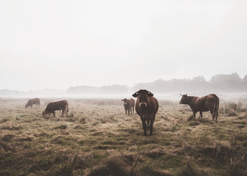 Koeien in de mist van Fotojeanique .