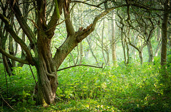 An oak forest with light mist in the Oranjezon nature reserve in Zeeland